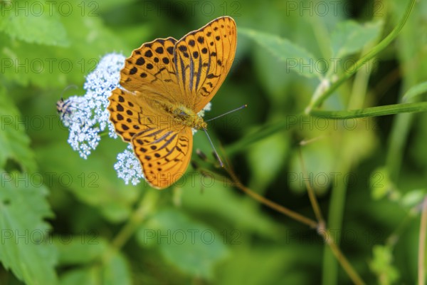 Specimen of an emperor mantle, Argynnis paphia, also known as the silvery line, a mother-of-pearl