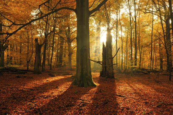 Sun shining through old beech (Fagus sp.) trees in former wood pasture, autumn, backlight,