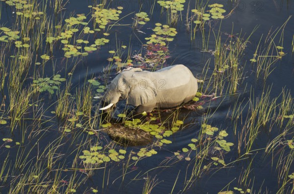 African Elephant (Loxodonta africana), bull in a freshwater marsh, aerial view, Okavango Delta,