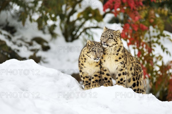 Two young snow leopards (Panthera uncia) sitting in the snow, captive, Canton of Zurich,
