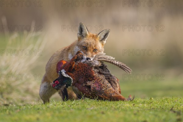 Red Fox (Vulpes vulpes) carrying a dead Pheasant  (Phasianus colchicus), Bedfordshire, United