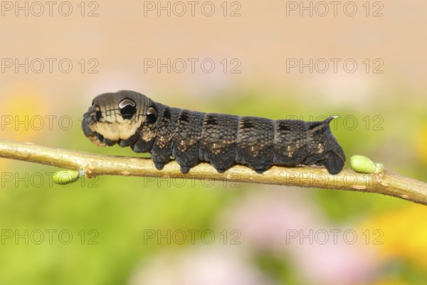 Elephant Hawk-moth (Deilephila elpenor), caterpillar sitting on a branch, North Rhine-Westphalia,