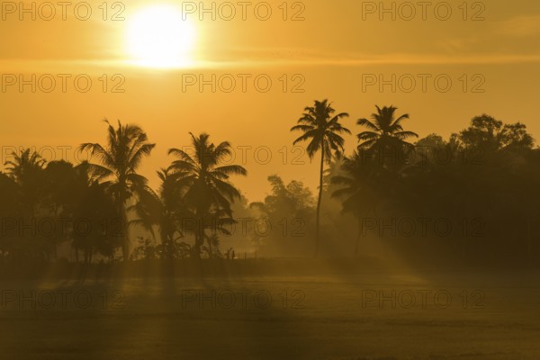 Early morning with the rising sun, palm trees, backwaters, Kerala, Malabar Coast, South India,