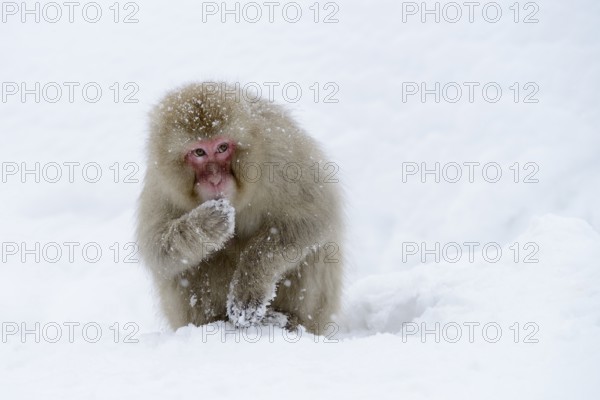 Japanese Macaque or Snow Monkey (Macaca fuscata), eating snow, Affenpark Jigokudani, Nagano