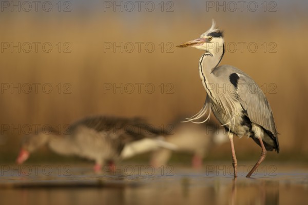 Grey heron (Ardea cinerea), adult walking, morning light, greylag geese (Anser anser) behind,