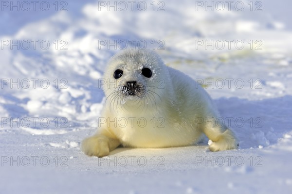 Harp Seal or Saddleback Seal (Pagophilus groenlandicus, Phoca groenlandica), pup on pack ice,