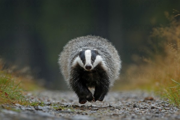 Flying mammal. Badger in forest, animal nature habitat, Germany, Europe. Wildlife scene. Wild