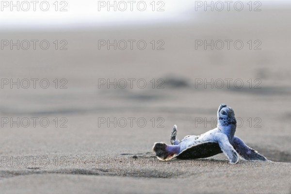 Pacific green turtle or green sea turtlee (Chelonia mydas), juvenile, overturned by wave, lying on