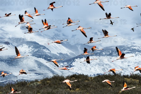 Flock of flying Chilean Flamingos (Phoenicopterus chilensis), Torres del Paine National Park,