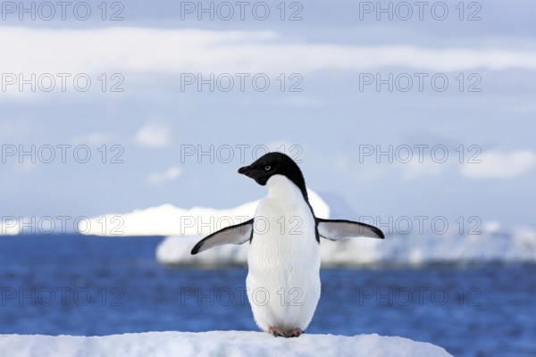 Adelie penguin (Pygoscelis adeliae), adult, spreading wings, penguins, flightless, snow, ice floe,