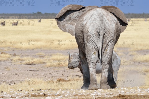 African Elephant (Loxodonta africana), adult female facing a fearful adult male Black Rhinoceros