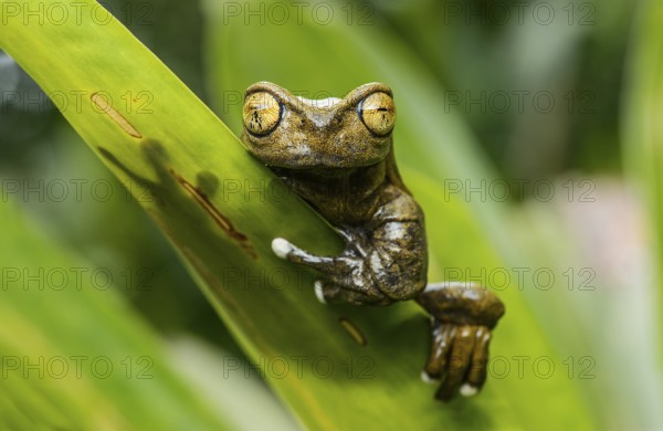 Endemic neotropical frog Tapichalaca Torrenteer (Hyloscirtus Tapichalaca), Tree Frog Family