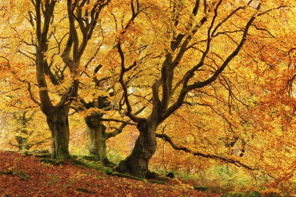 Gnarled old beech trees in the Hutewald forest in autumn in full autumn colour, Hutewald Halloh,