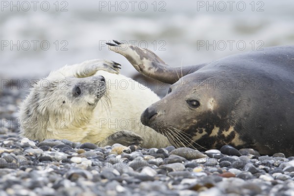 Grey seal, also Atlantic or horsehead seal (Halichoerus grypus) with pup, Heligoland,