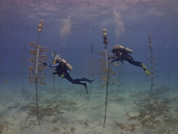 Coral cultivation. Two divers work on planting corals underwater in the ocean. The aim is to grow