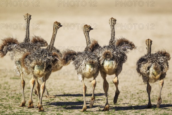 Ostrich (Struthio camelus), five chicks, Kalahari Desert, Kgalagadi Transfrontier Park, South