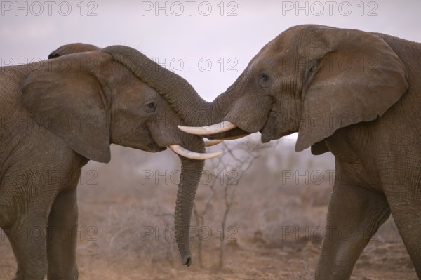 Two African elephants (Loxodonta africana) in playful fight, Zimanga Private Game Reserve,