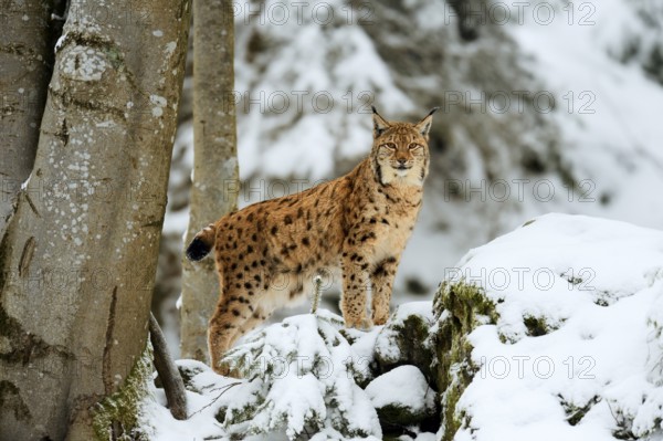 Lynx or Northern lynx (Lynx lynx), standing on fresh snow-covered rock, animal enclosure, captive,