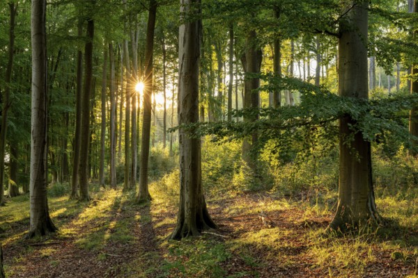 Evening sunlight shines like a star through an atmospheric forest with tall beech trees, creating