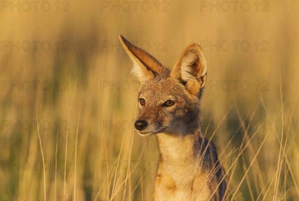 Black-backed Jackal (Canis mesomelas), grassland, portrait, Kalahari Desert, Kgalagadi