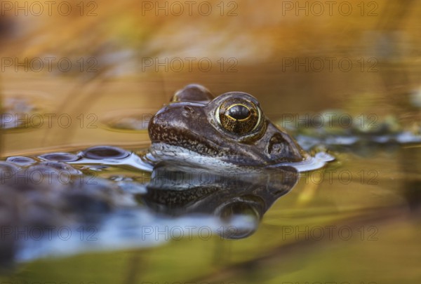 Common Frog (Rana temporaria), spawn, Germany