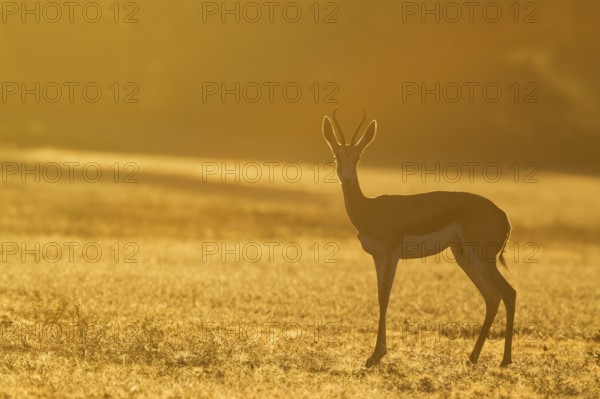 Springbok (Antidorcas marsupialis), female in the morning at sunrise, Kalahari Desert, Kgalagadi