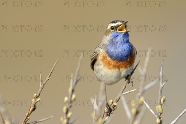 Bluethroat (Luscinia svecica cyanecula), singing on perch, De Geul, Texel, Texel, West Frisian