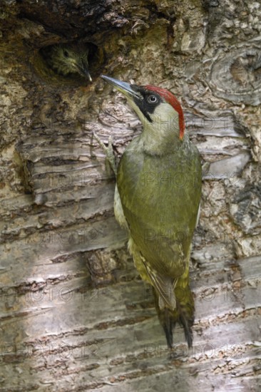 European Green Woodpecker (Picus viridis) female feeding chick in nest hole, North