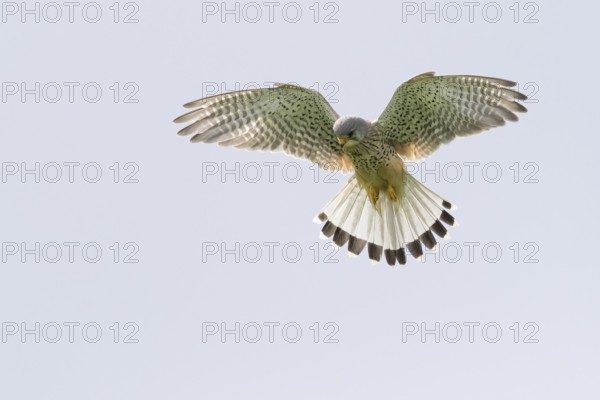 A Common Kestrel (Falco tinnunculus), male, hovering in the sky with outstretched wings, shaking