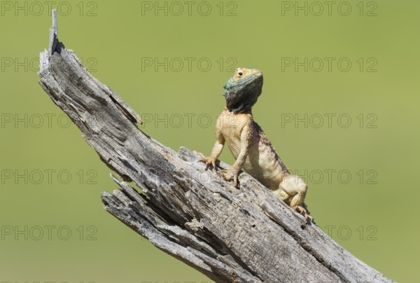 Ground Agama (Agama aculeata), breeding male, on low log, Kalahari Desert, Kgalagadi Transfrontier