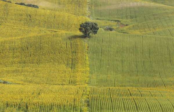Sunflowers (Helianthus annuus), fields with solitary holm oak (Quercus ilex), cultivations near