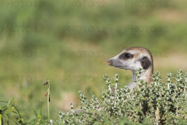 Suricate (Suricata suricatta), guard on the lookout, rainy season with green surroundings, Kalahari