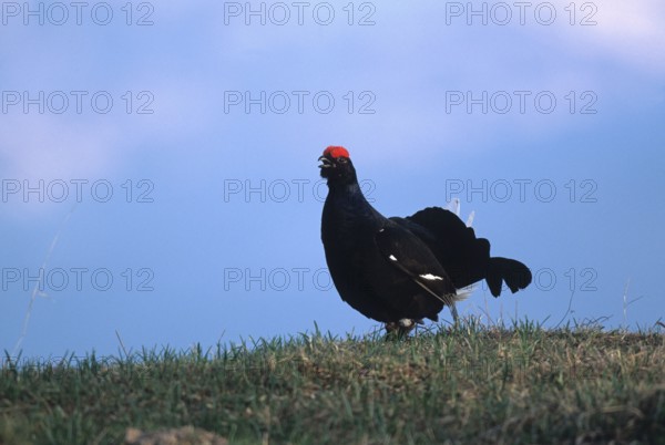 Black grouse (Lyrurs tetrix) morning courtship display on the hilltop, Styria, Austria, Europe,