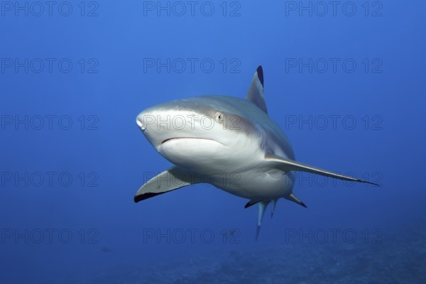 Blacktip reef shark (Carcharhinus-melanopterus) from the front, swimming in the South Pass