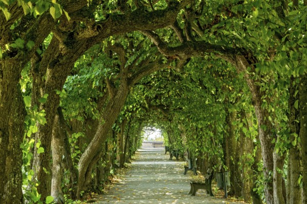 Lime tree arcade (Tilia), court garden, palace garden, Dachau Castle, Dachau, Upper Bavaria,