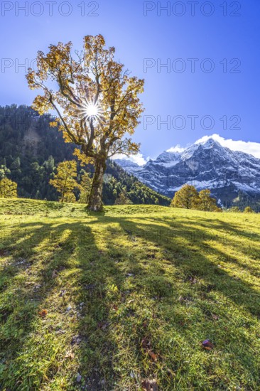 Maple tree in front of snow-covered mountains, sunbeams, backlight, autumn colours, sunny, Engalm,