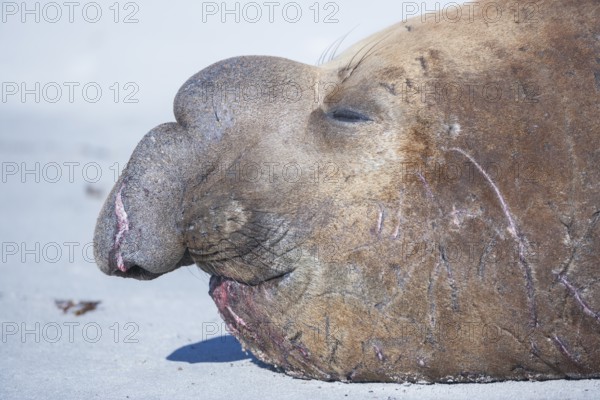 Southern elephant seal (Mirounga leonina) male, portrait, sleeping, Sea Lion Island, South