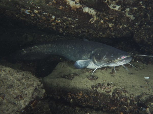 A catfish (Silurus glanis), Waller lies protected between stones and shells in the water, dive site