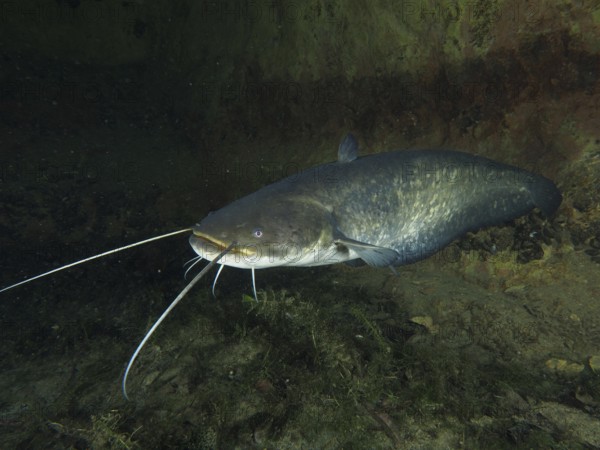 A large catfish (Silurus glanis), Waller, swimming near a wall in dark water, dive site Zollbrücke,