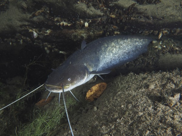 A catfish (Silurus glanis), Waller, resting under rocks in an underwater environment. Dive site