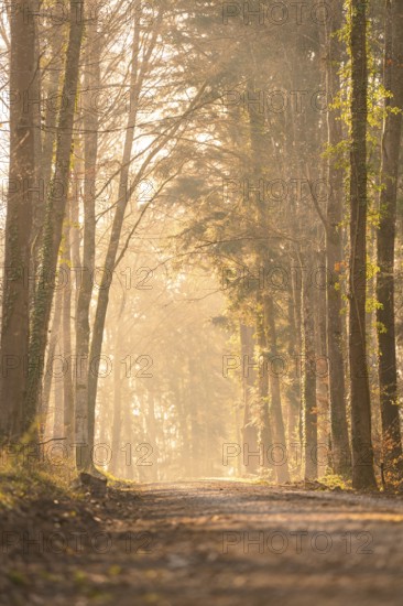 A quiet forest path with trees and translucent sunlight creating an autumnal mood, Calw, Black