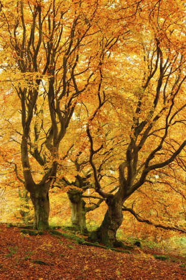 Gnarled old beech trees in the Hutewald forest in autumn in full autumn colour, Hutewald Halloh,
