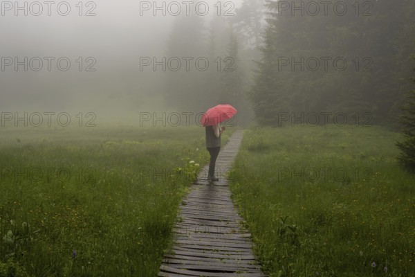 Woman 60-65 with umbrella in the Hühnermoos on a cloudy day with fog, a high moor at the Söllereck