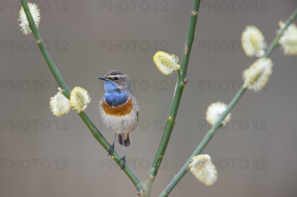Bluethroat (Luscinia svecica), Emsland, Lower Saxony, Germany