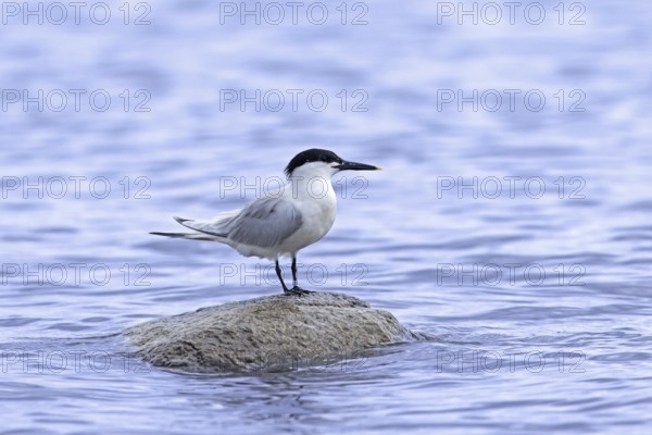 Sandwich tern (Thalasseus sandvicensis, Sterna sandvicensis) adult in breeding plumage perched on