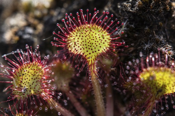 Common sundew (Drosera rotundifolia) Ems land, Lower Saxony, Germany