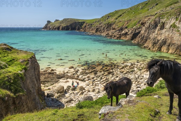 Free-roaming ponies in Nanjizal Bay or Nanjizal Beach. St Just, Penzance, Cornwall, England, Great