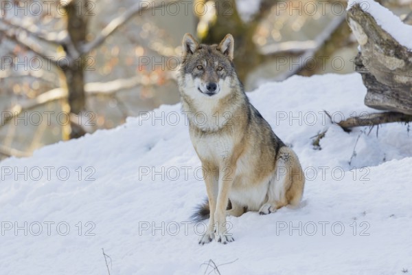 An adult female grey wolf (Canis lupus lupus) sits on the sloping, snow-covered meadow at the edge
