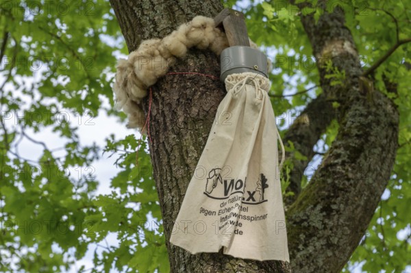 Sheep's wool ring and a linen bag tied around a branch, trap for oak processionary moth on an oak