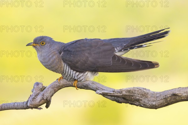 Common cuckoo (Cuculus canorus), Coucou gris, Cuco Europeo, Cuco Común, Ast, branch, Ormoz area,